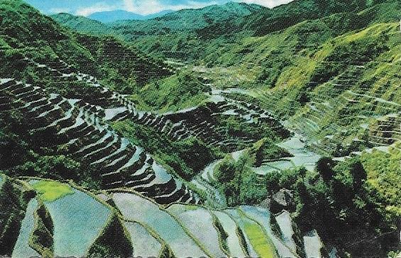 Rice Terraces