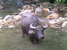 Carabao wikipedia