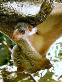 Colugo