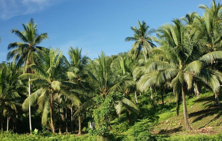 Jungle river nature - Mindoro island