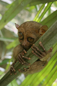 tarsiers