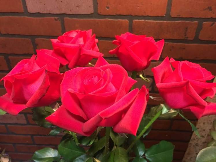 Let Freedom Ring Collection