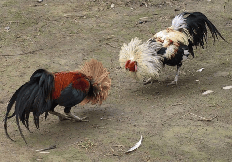 Cockfighting – How the game is played – Subli